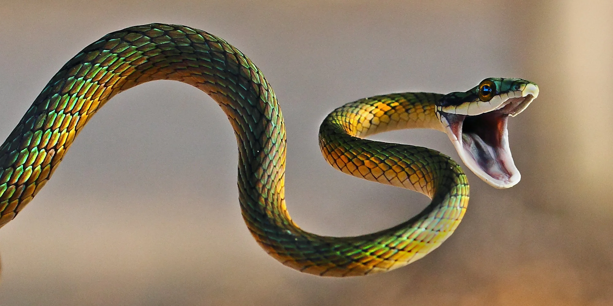 chanakya teaching on nuisance value and survival - snake management lesson
